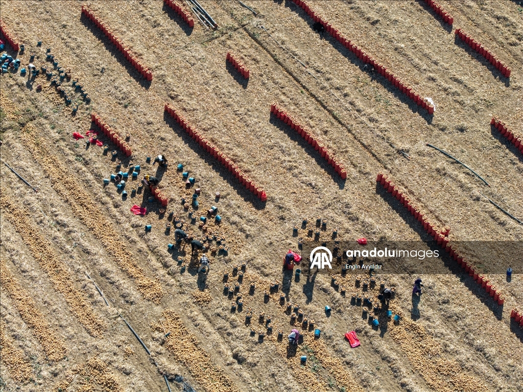 Li Karatayê heyama rakirina seriyên pîvazan dest pê kir