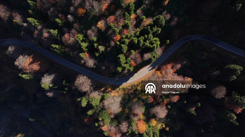 مرتفعات "هامسي كوي".. جمال تزينه ألوان الخريف بتركيا