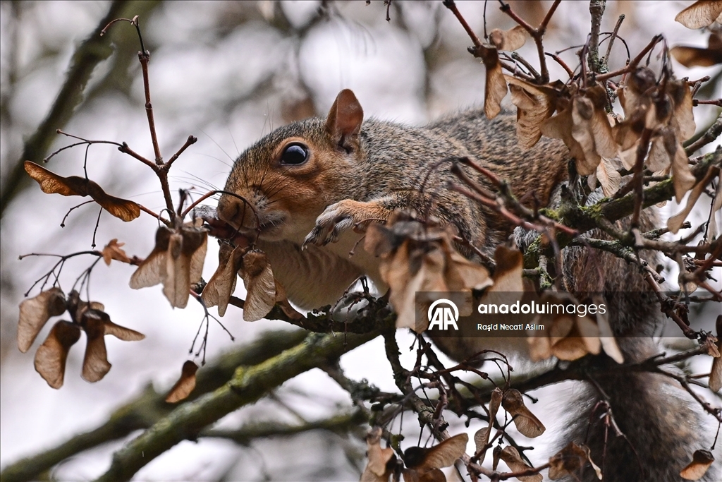 Jesen u punom sjaju: Regent’s Park u Londonu u nijansama zlatne i smeđe boje
