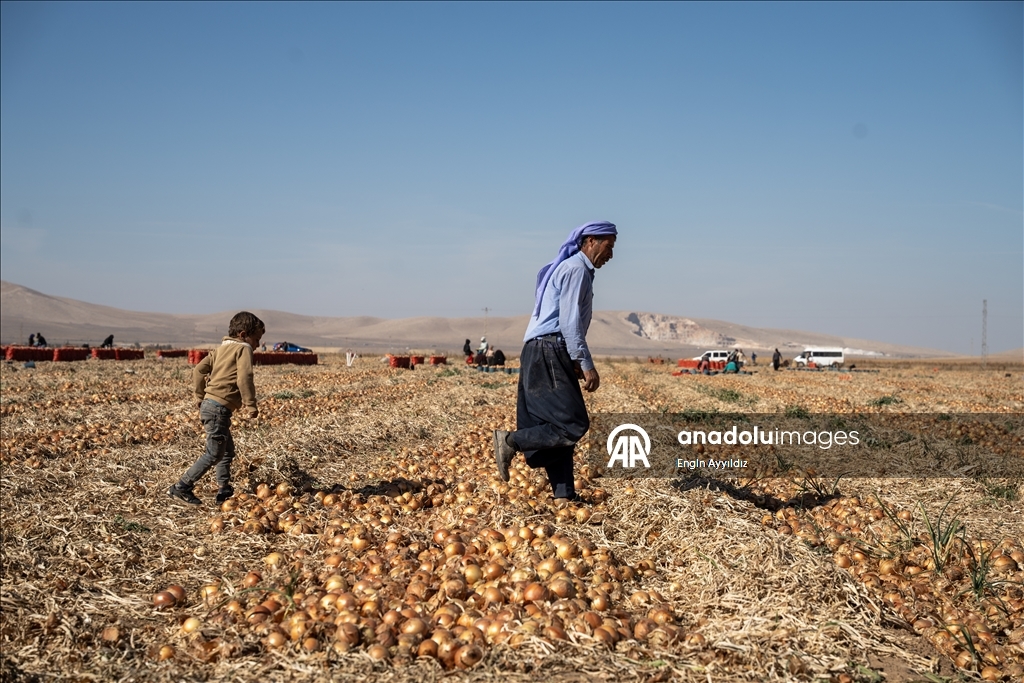 Li Karatayê heyama rakirina seriyên pîvazan dest pê kir