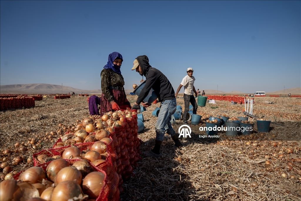 Li Karatayê heyama rakirina seriyên pîvazan dest pê kir