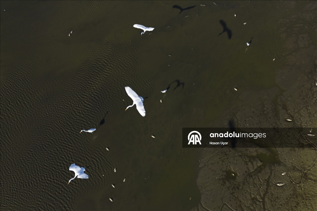 Belevi Gölü, yaşanan kuraklık nedeniyle alarm veriyor