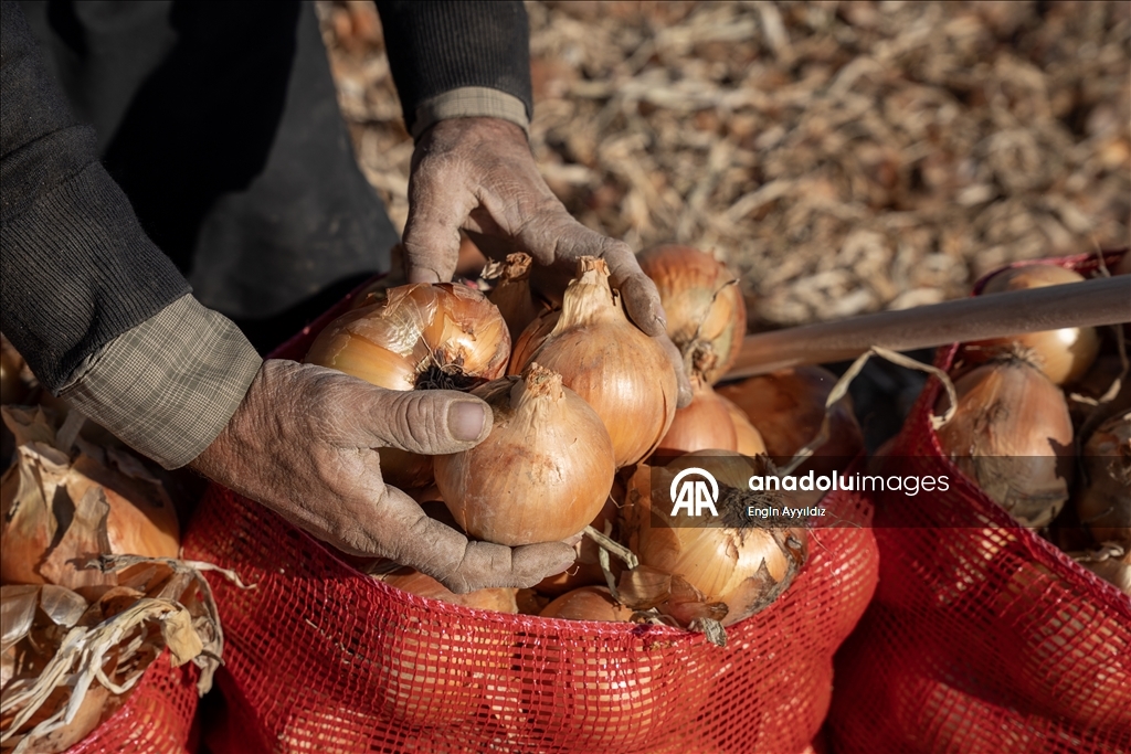 Li Karatayê heyama rakirina seriyên pîvazan dest pê kir