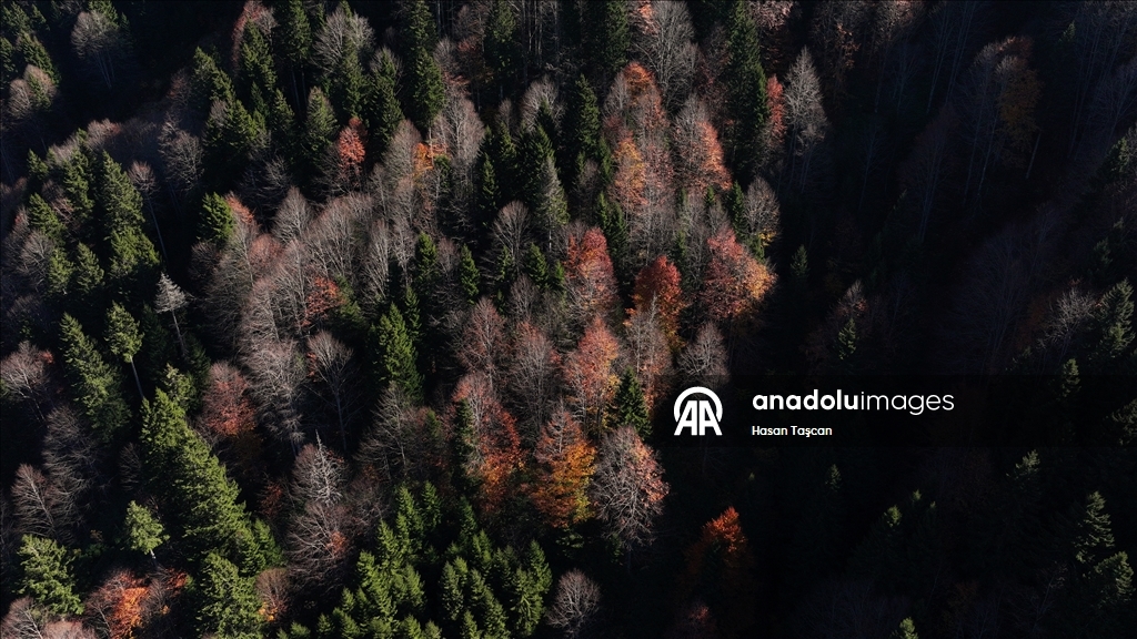 مرتفعات "هامسي كوي".. جمال تزينه ألوان الخريف بتركيا