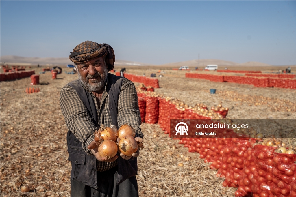 Li Karatayê heyama rakirina seriyên pîvazan dest pê kir