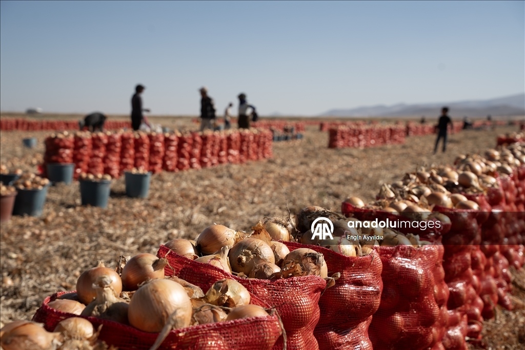 Li Karatayê heyama rakirina seriyên pîvazan dest pê kir