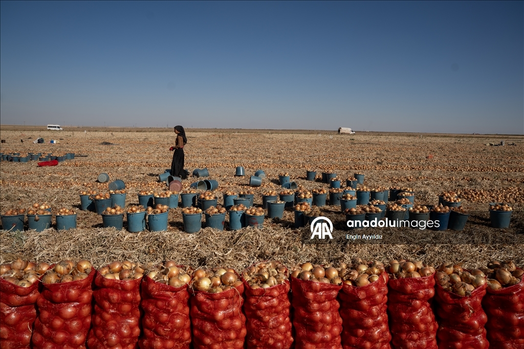 Li Karatayê heyama rakirina seriyên pîvazan dest pê kir