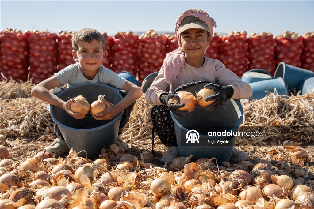 Li Karatayê heyama rakirina seriyên pîvazan dest pê kir