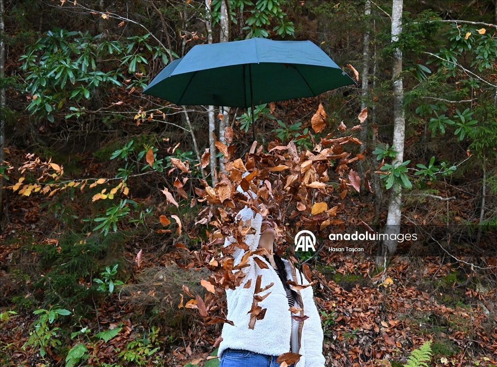 مرتفعات "هامسي كوي".. جمال تزينه ألوان الخريف بتركيا