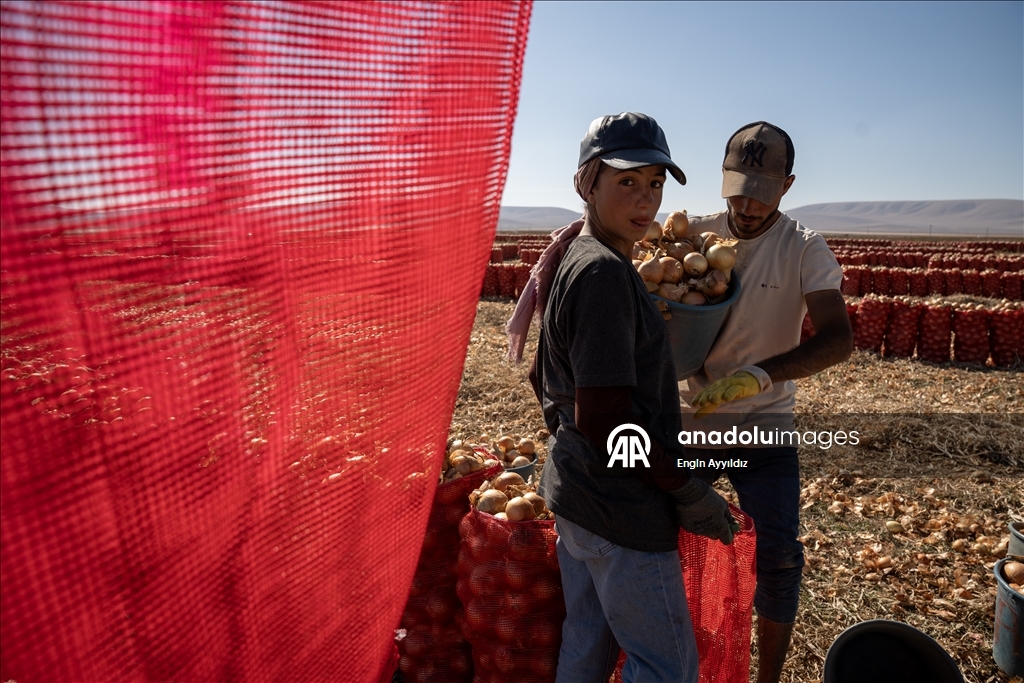 Li Karatayê heyama rakirina seriyên pîvazan dest pê kir