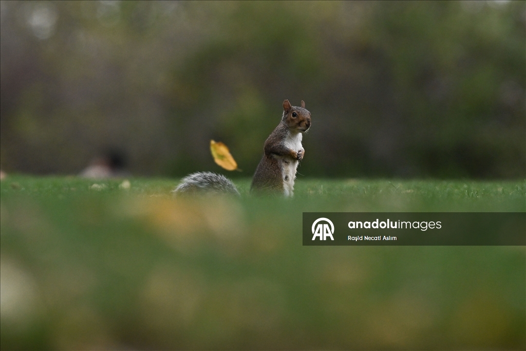 Jesen u punom sjaju: Regent’s Park u Londonu u nijansama zlatne i smeđe boje