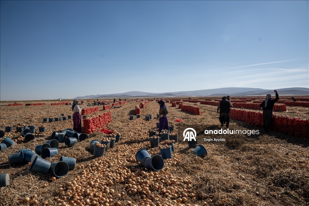 Li Karatayê heyama rakirina seriyên pîvazan dest pê kir
