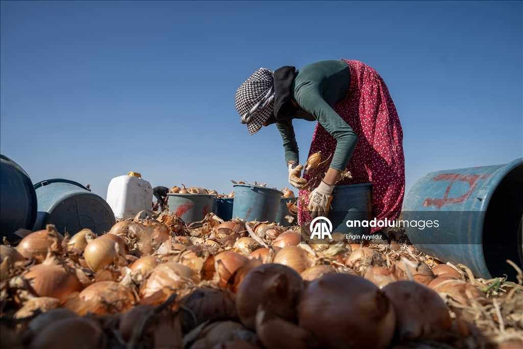 Li Karatayê heyama rakirina seriyên pîvazan dest pê kir