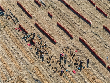 Li Karatayê heyama rakirina seriyên pîvazan dest pê kir