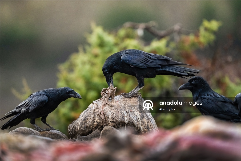 Turkiye’s only vulture observation station in Bolu
