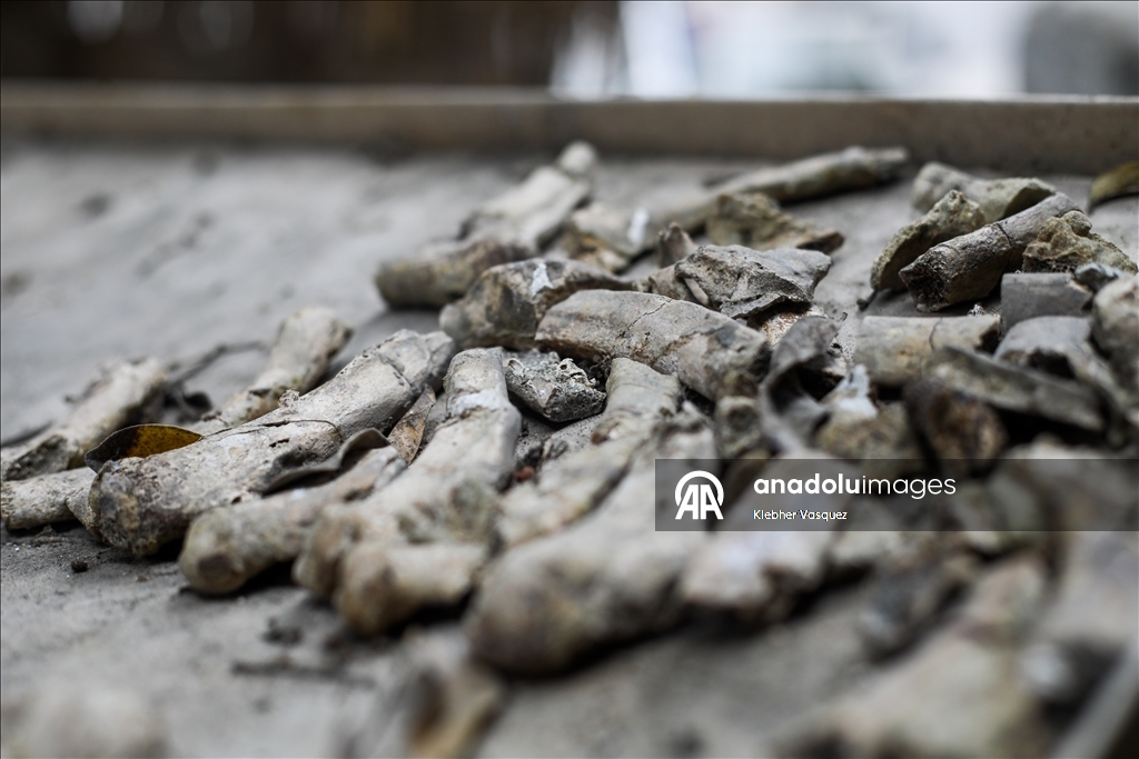 Peruvian scientists restore fossil of a seabird from 20 million years ago