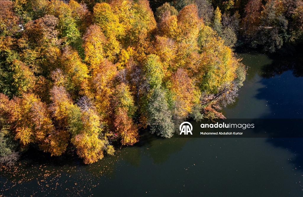 Orman denizi Yedigöller'de sonbahar renkleri