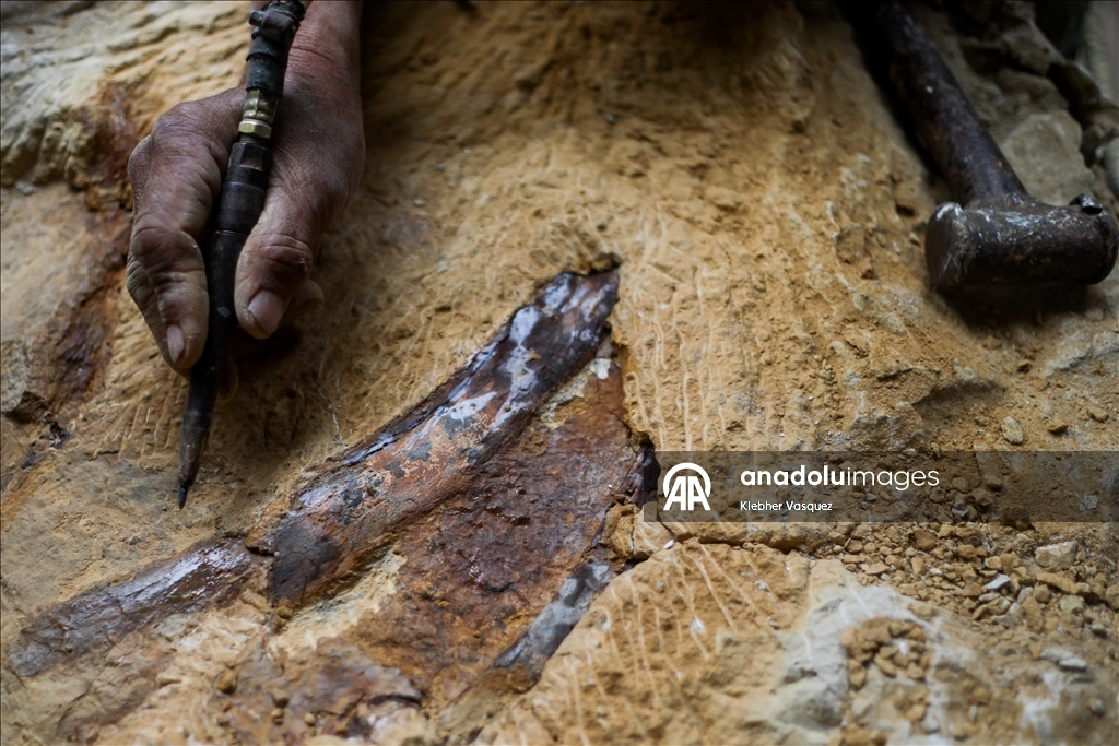 Peruvian scientists restore fossil of a seabird from 20 million years ago