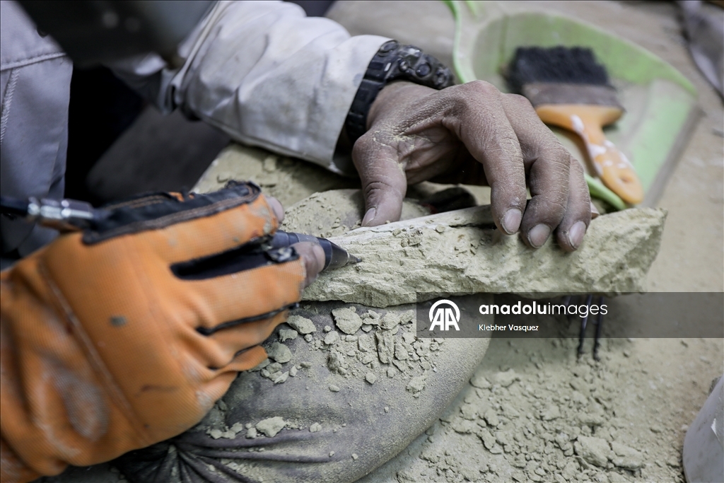 Peruvian scientists restore fossil of a seabird from 20 million years ago