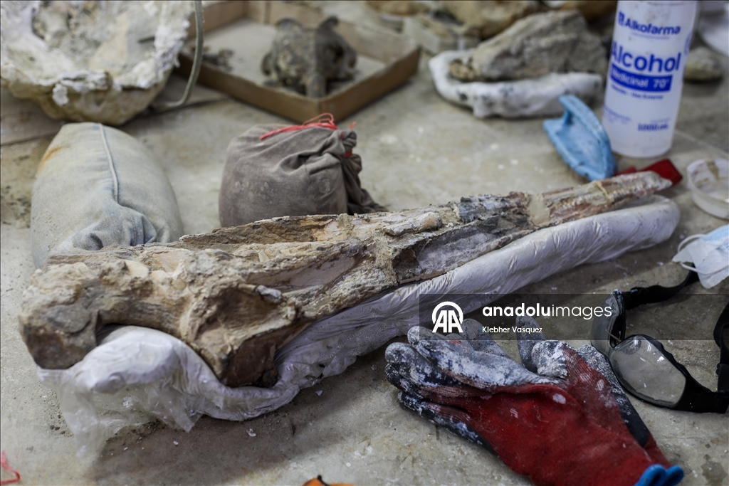 Peruvian scientists restore fossil of a seabird from 20 million years ago