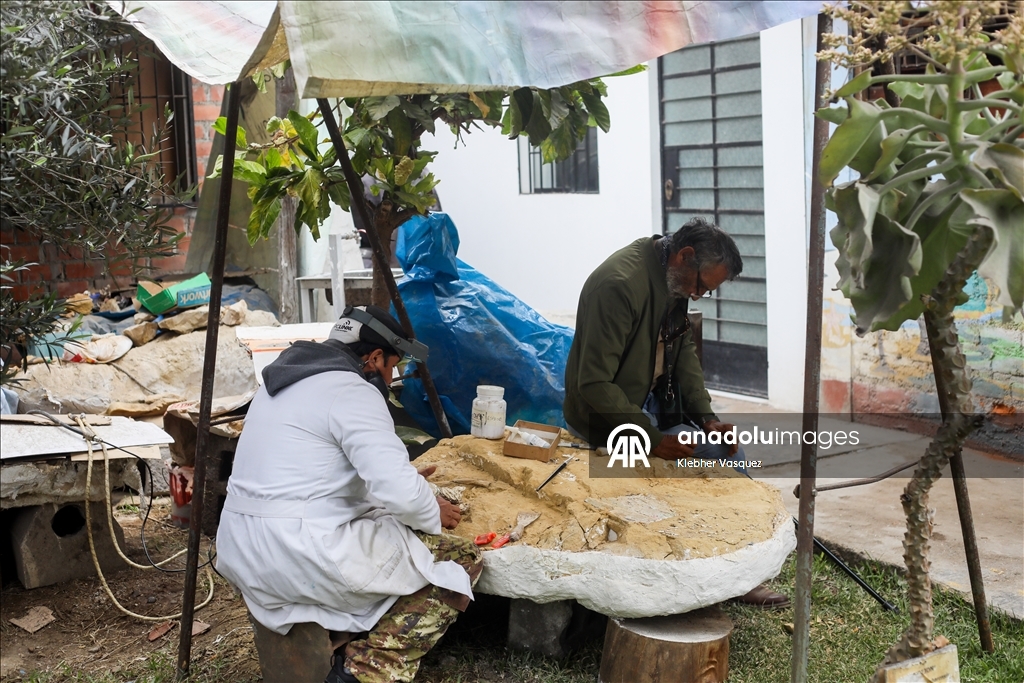 Peruvian scientists restore fossil of a seabird from 20 million years ago