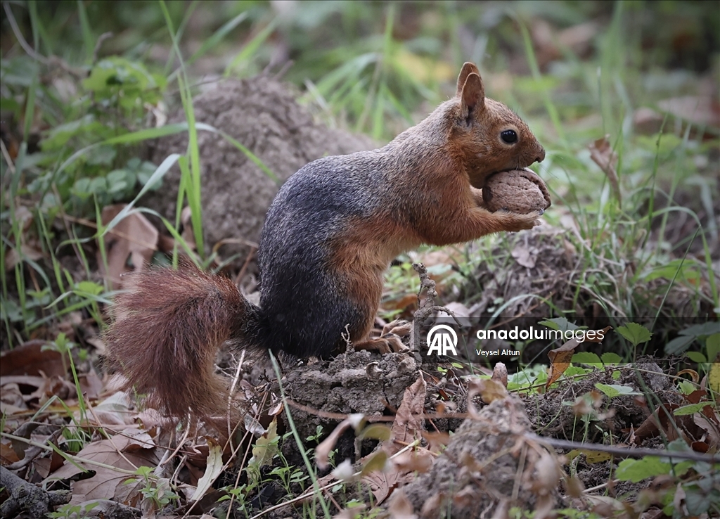 Samsun'un Alaçam ilçesinde sonbahar güzelliklerine sincaplar eşlik ediyor