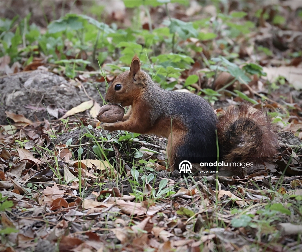Samsun'un Alaçam ilçesinde sonbahar güzelliklerine sincaplar eşlik ediyor