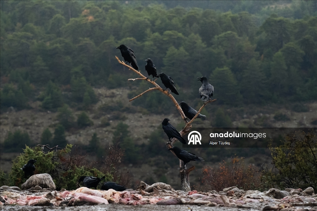 Turkiye’s only vulture observation station in Bolu
