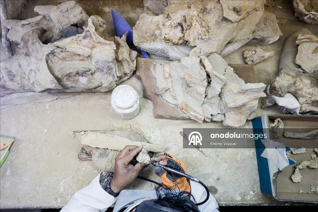 Peruvian scientists restore fossil of a seabird from 20 million years ago