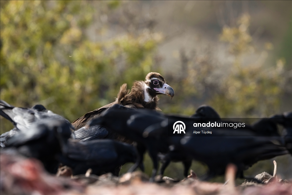 Turkiye’s only vulture observation station in Bolu