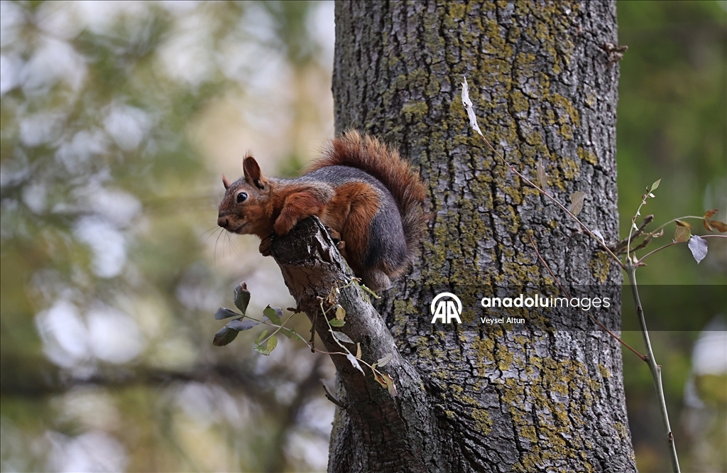 Samsun'un Alaçam ilçesinde sonbahar güzelliklerine sincaplar eşlik ediyor