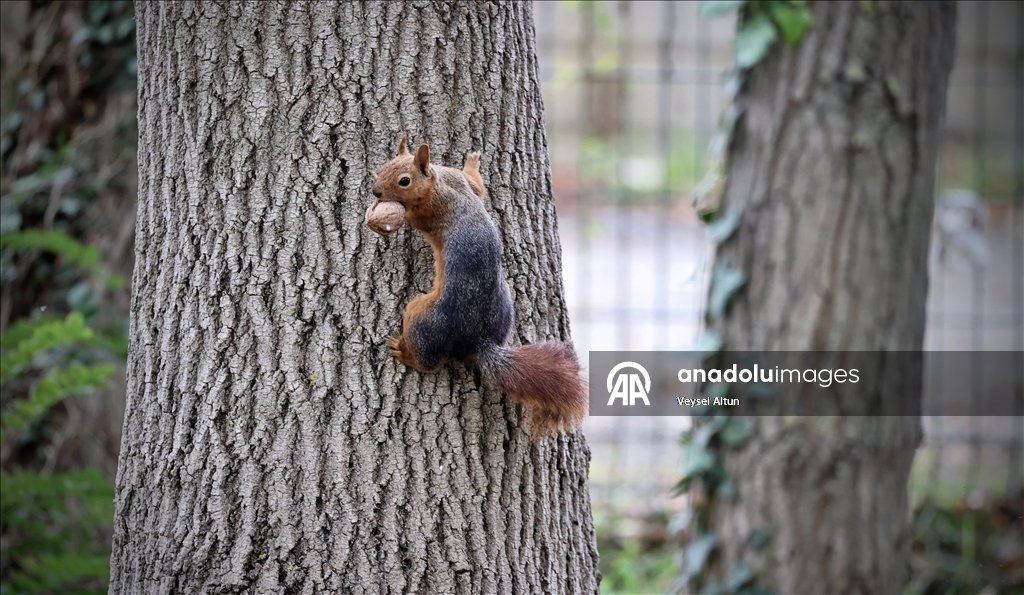 Samsun'un Alaçam ilçesinde sonbahar güzelliklerine sincaplar eşlik ediyor