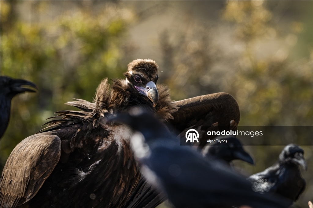 Turkiye’s only vulture observation station in Bolu