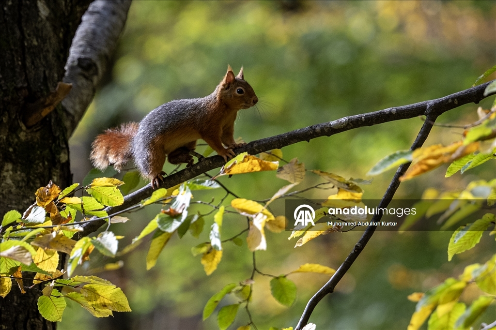 Orman denizi Yedigöller'de sonbahar renkleri 