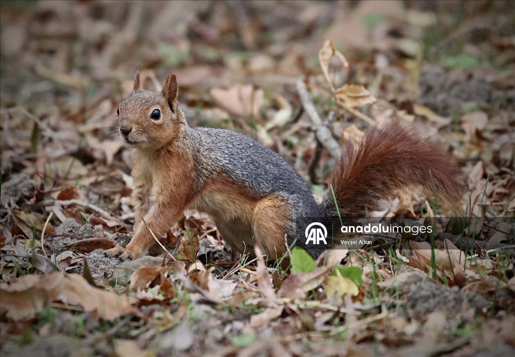 Samsun'un Alaçam ilçesinde sonbahar güzelliklerine sincaplar eşlik ediyor