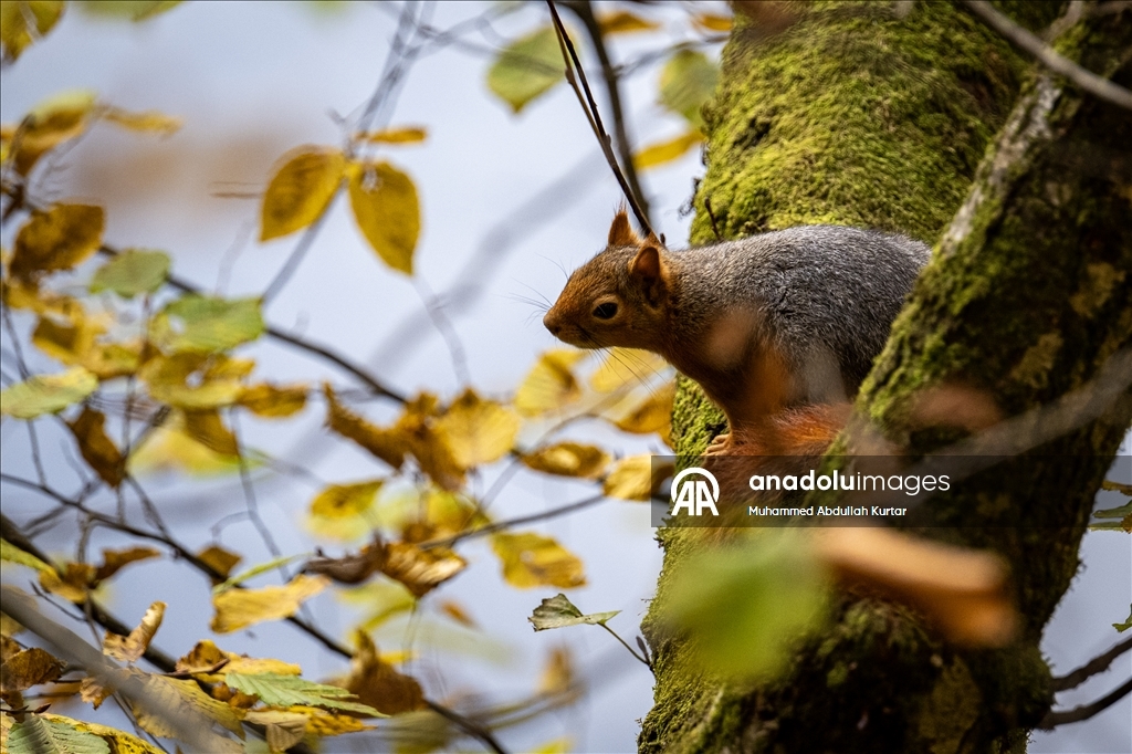 Orman denizi Yedigöller'de sonbahar renkleri 