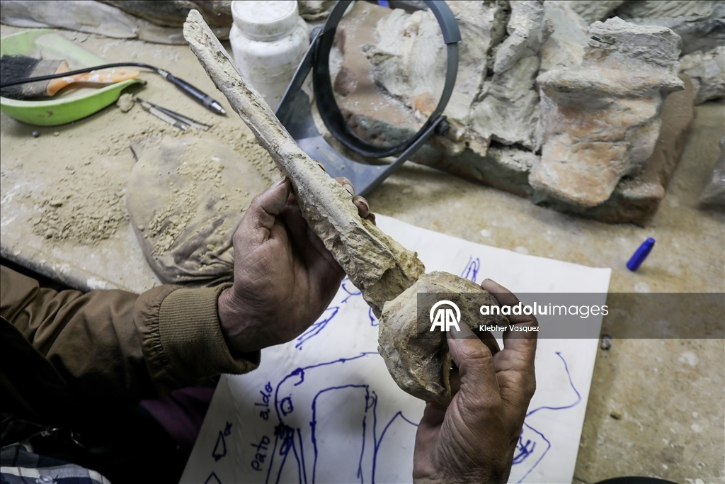 Peruvian scientists restore fossil of a seabird from 20 million years ago