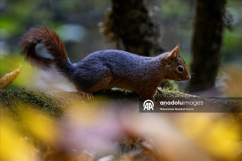 Orman denizi Yedigöller'de sonbahar renkleri 