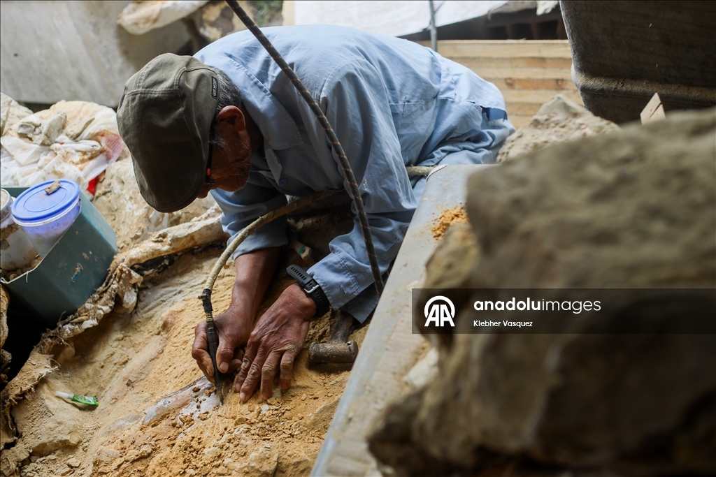 Peruvian scientists restore fossil of a seabird from 20 million years ago