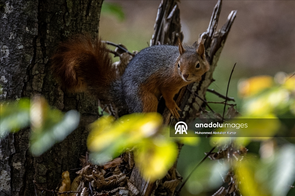 Orman denizi Yedigöller'de sonbahar renkleri 