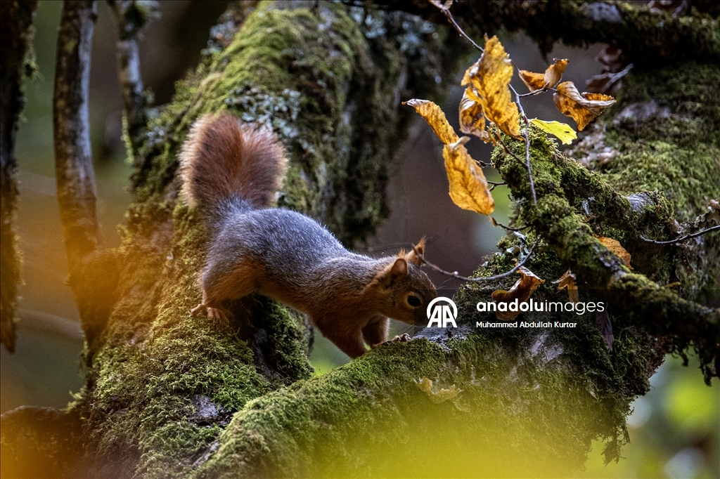 Orman denizi Yedigöller'de sonbahar renkleri 