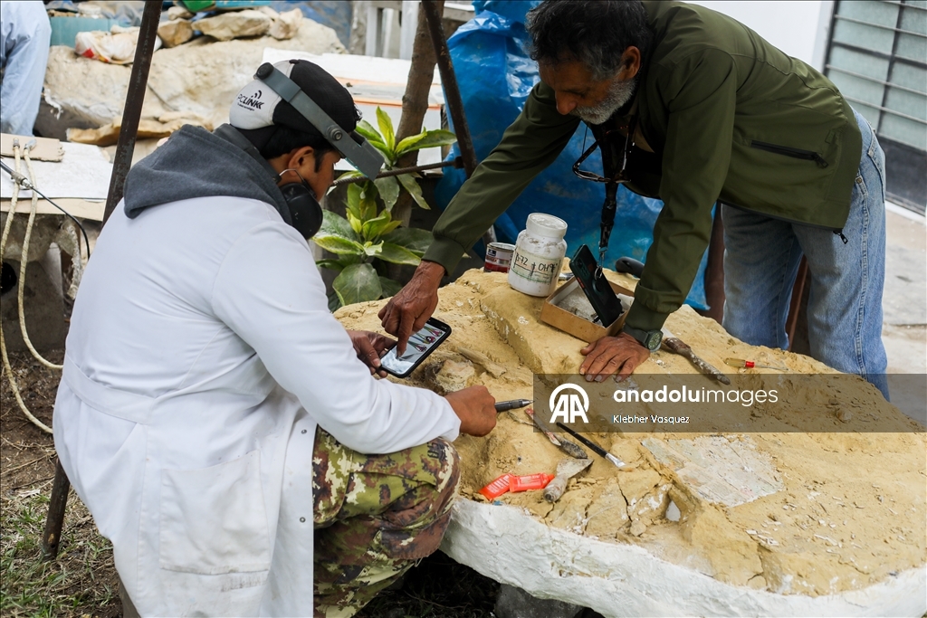 Peruvian scientists restore fossil of a seabird from 20 million years ago
