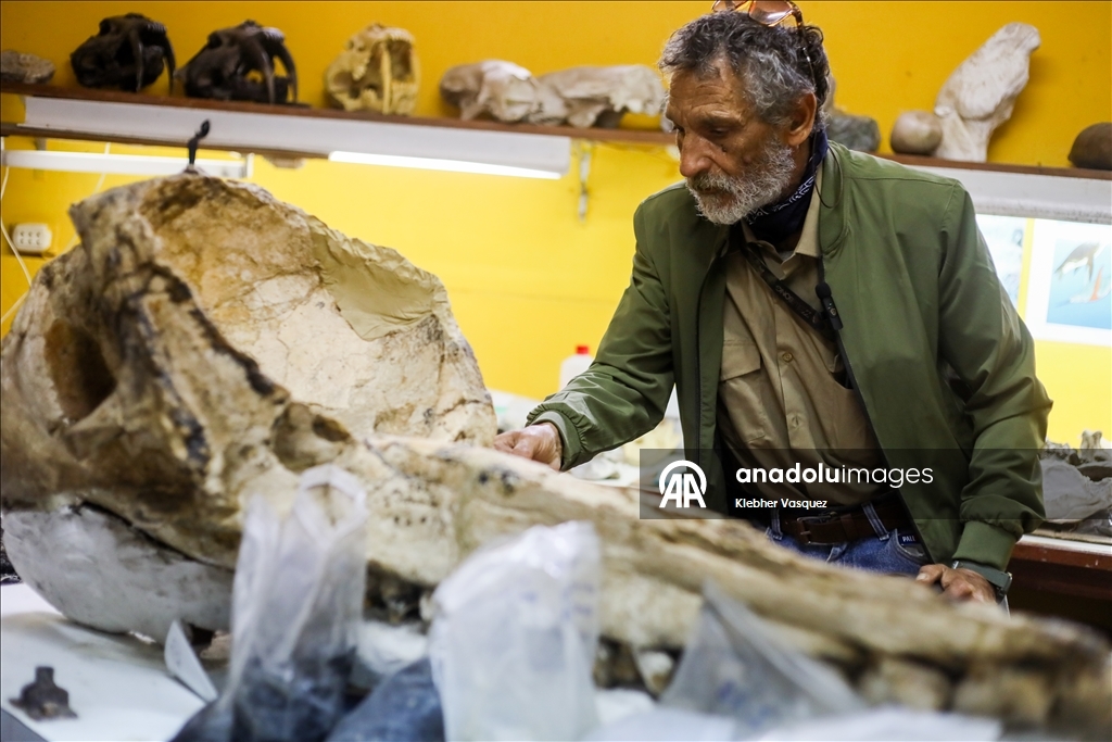 Peruvian scientists restore fossil of a seabird from 20 million years ago