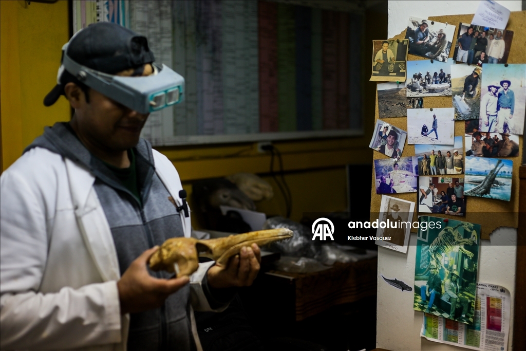 Peruvian scientists restore fossil of a seabird from 20 million years ago