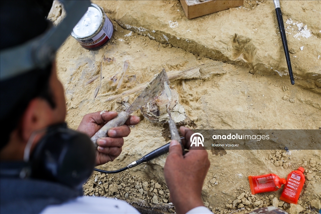 Peruvian scientists restore fossil of a seabird from 20 million years ago