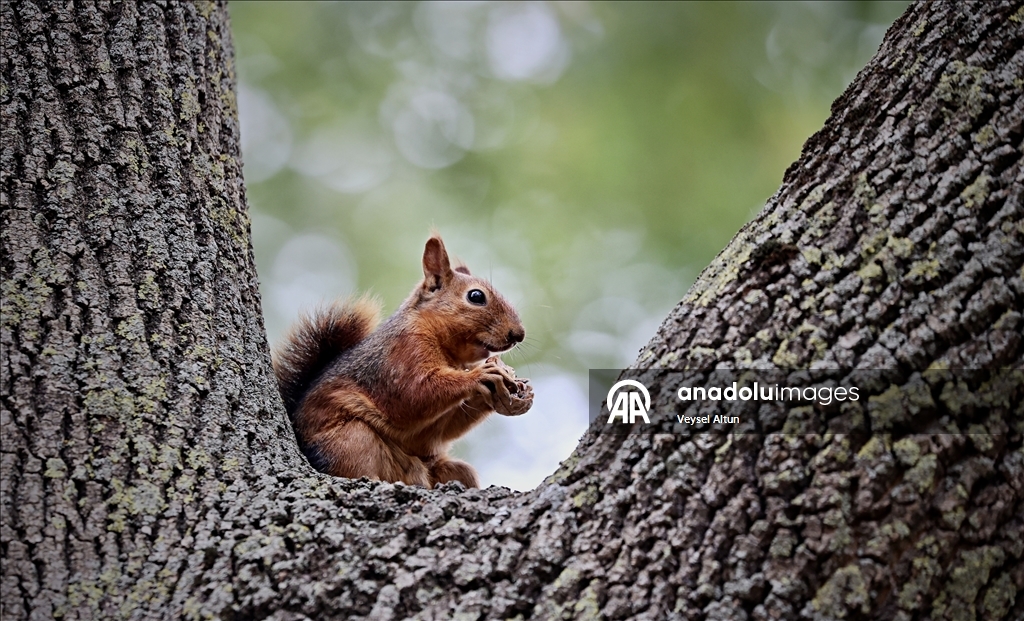 Samsun'un Alaçam ilçesinde sonbahar güzelliklerine sincaplar eşlik ediyor