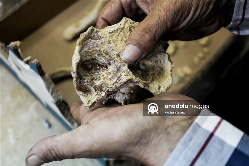 Peruvian scientists restore fossil of a seabird from 20 million years ago