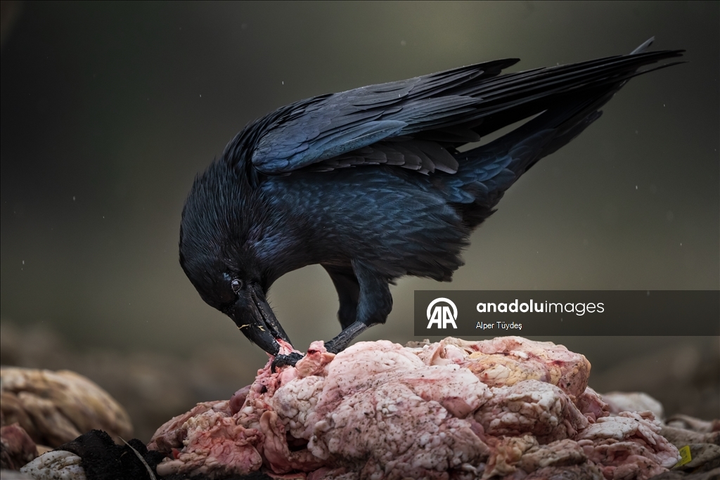 Turkiye’s only vulture observation station in Bolu