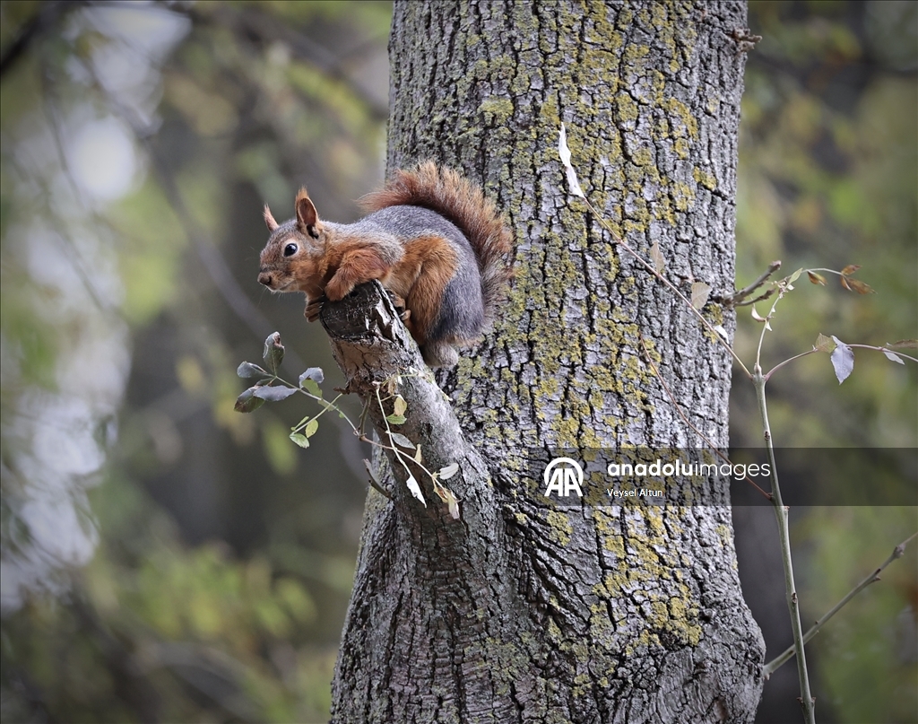Samsun'un Alaçam ilçesinde sonbahar güzelliklerine sincaplar eşlik ediyor