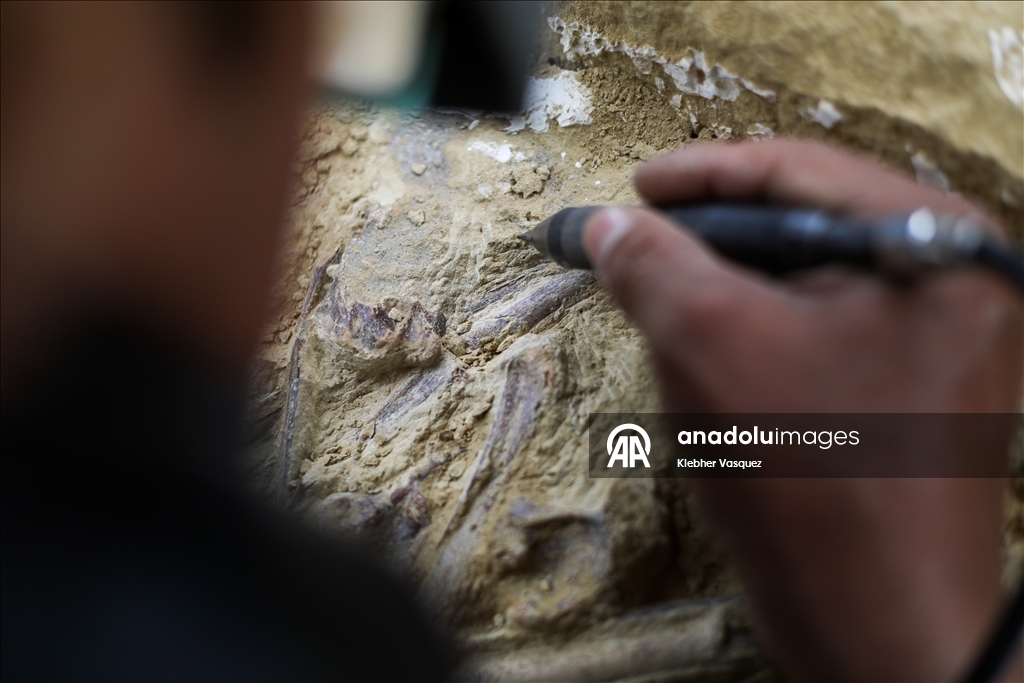 Peruvian scientists restore fossil of a seabird from 20 million years ago